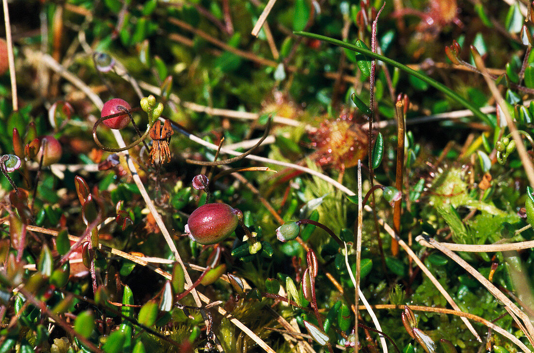 Spindle tree berries