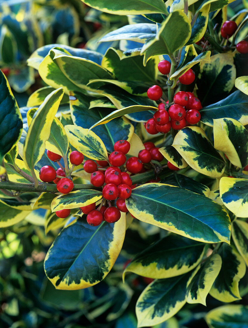 Holly 'Golden King' berries