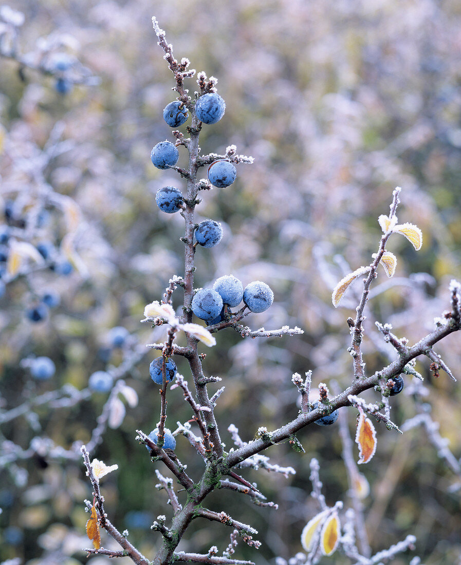 Prunus spinosa berries