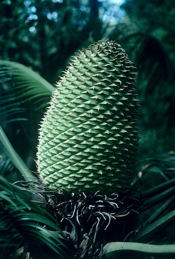 Pineapple palm fruit