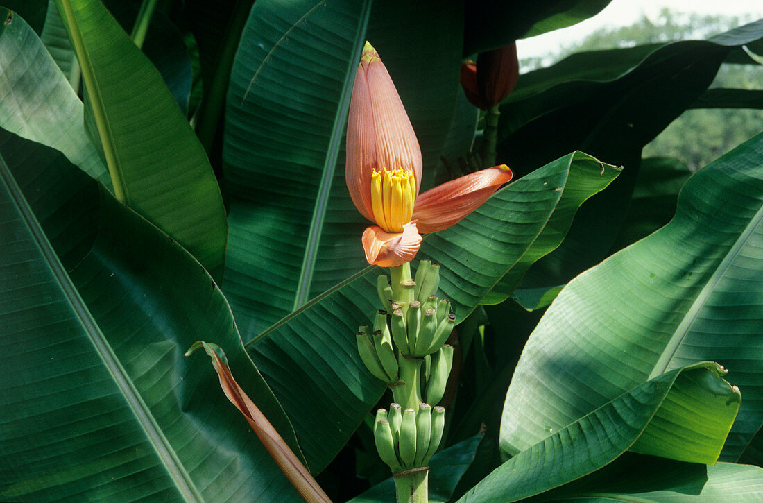 Bronze banana (Musa laterita) plant