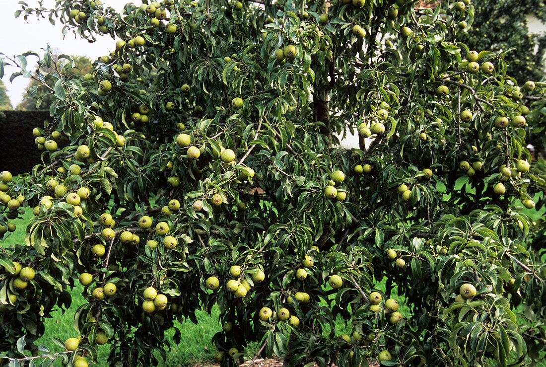 Pear (Pyrus eleagnifolia)