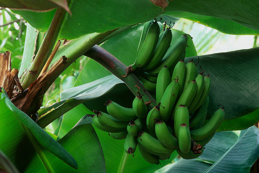 Green bananas on plant