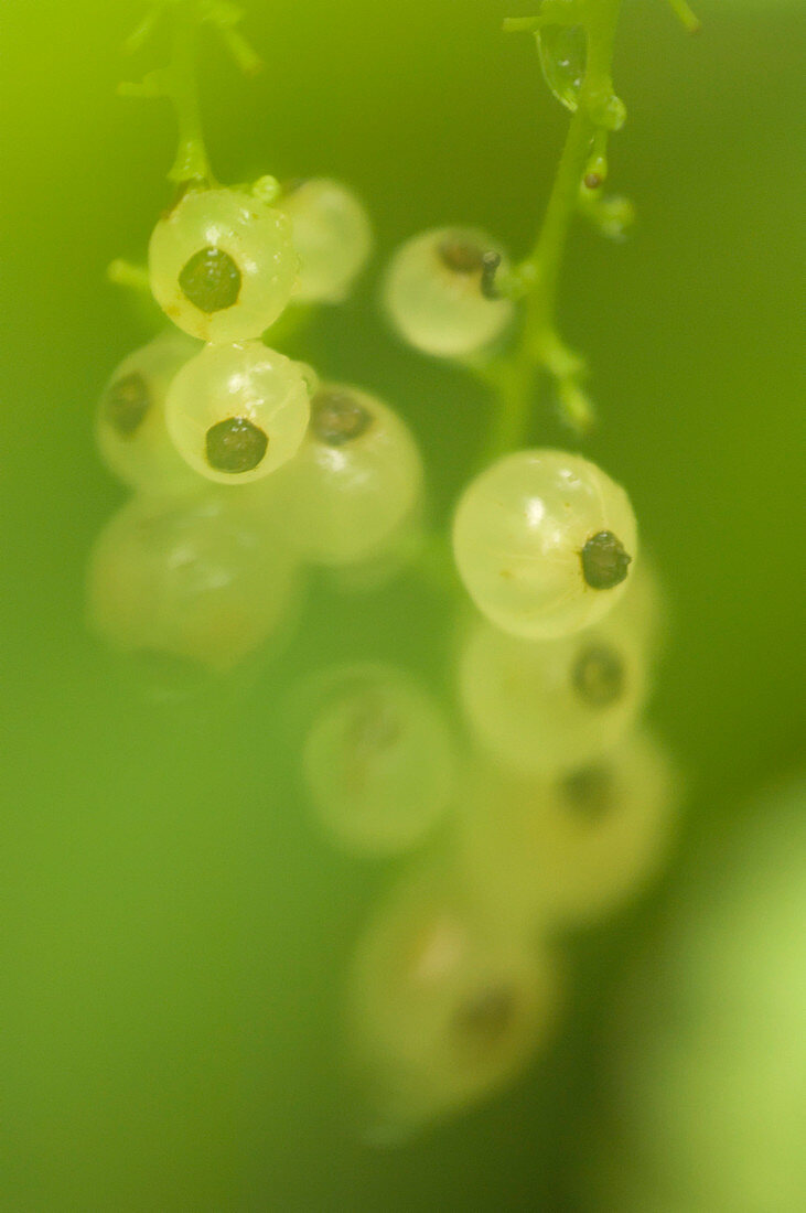 White currants (Ribes petraeum)