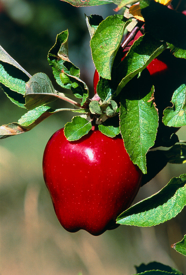 Red Delicious apple on a branch
