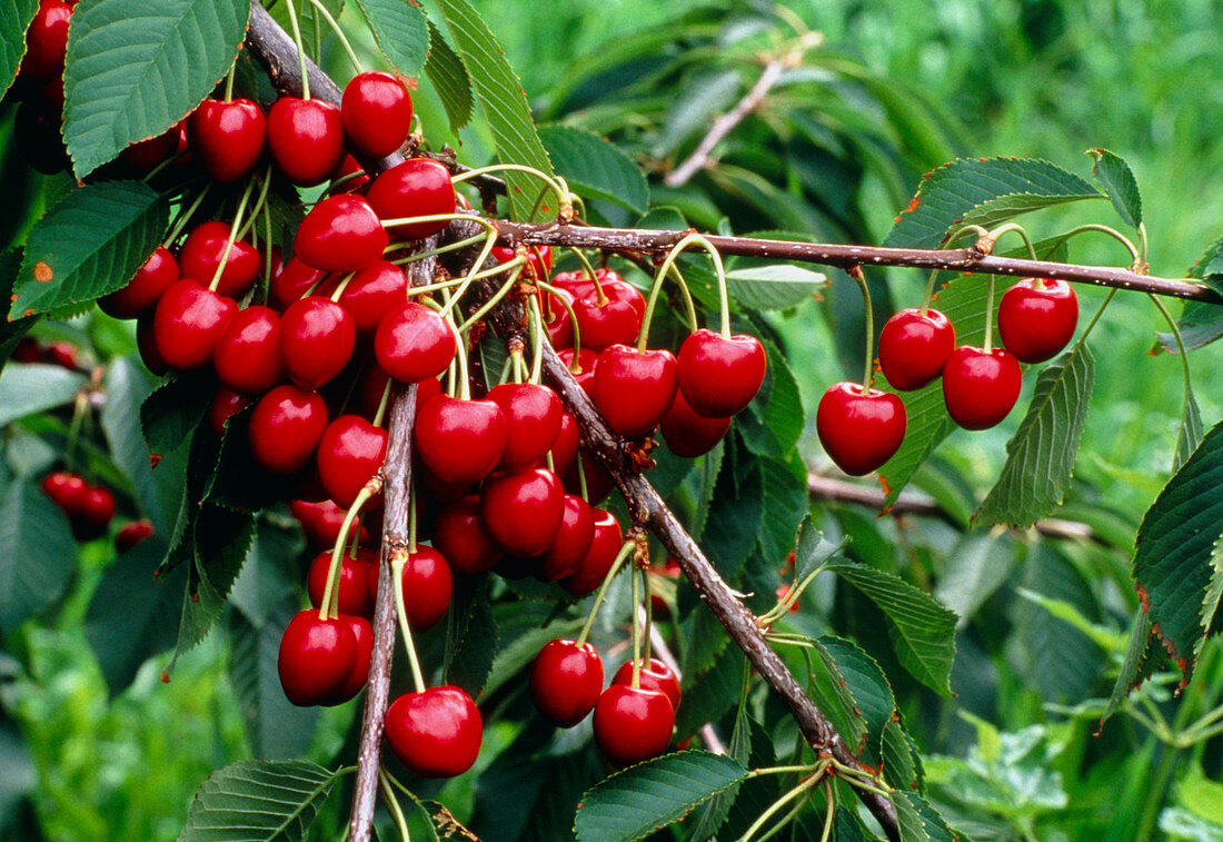 Ripe cherries on a branch