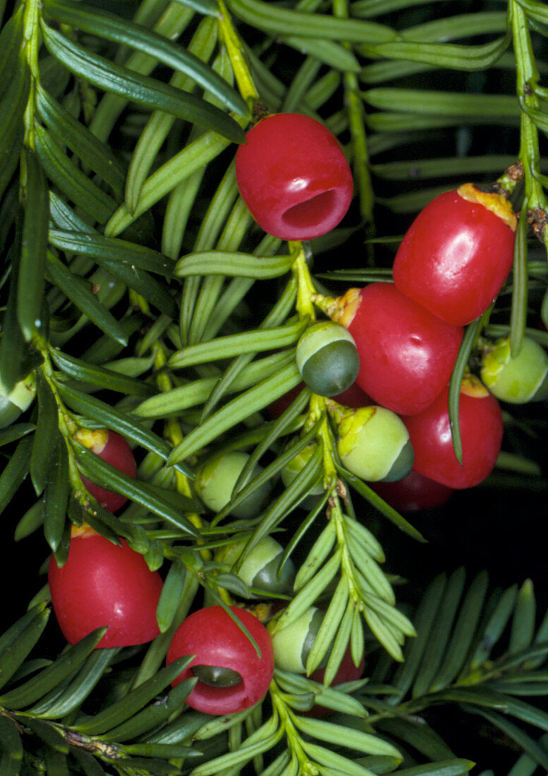 Yew tree berries