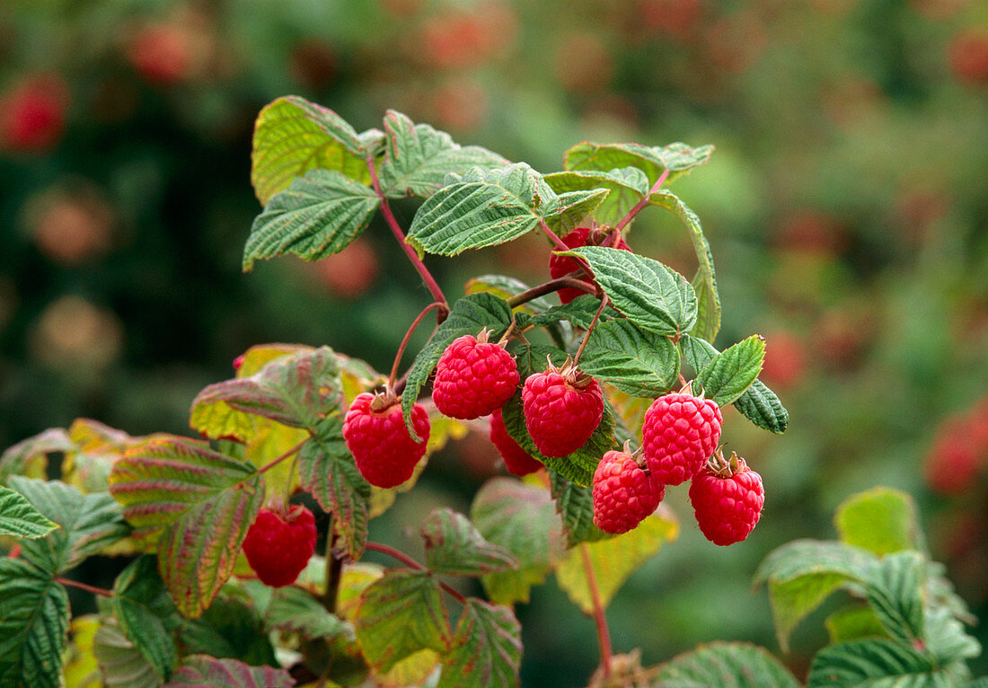 Ripe fruit hanging from a raspberry bush