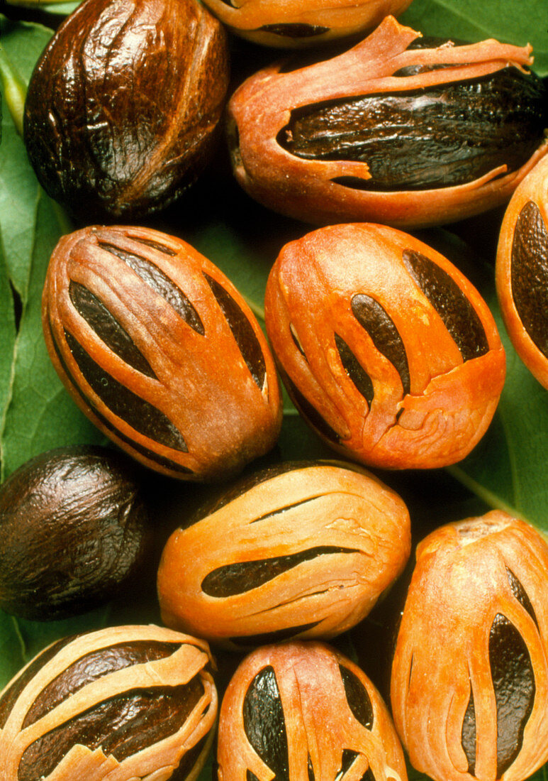 Whole nutmegs,Myristica fragrans