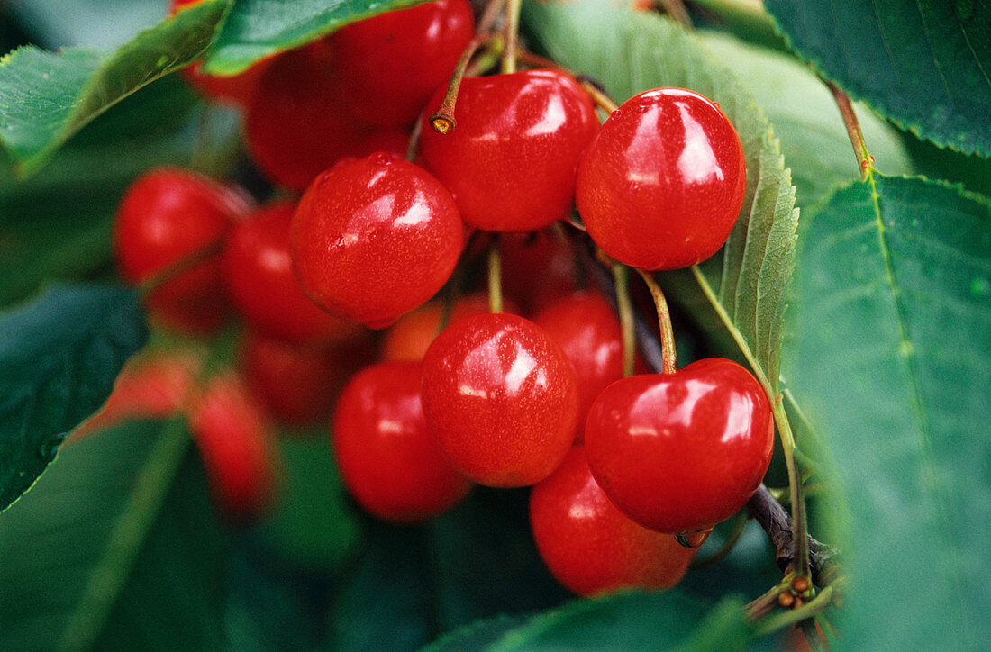 Ripe cherries