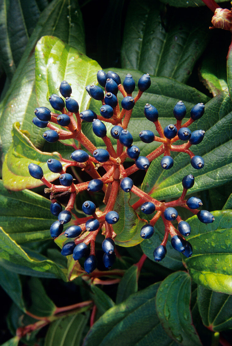 David viburnum berries