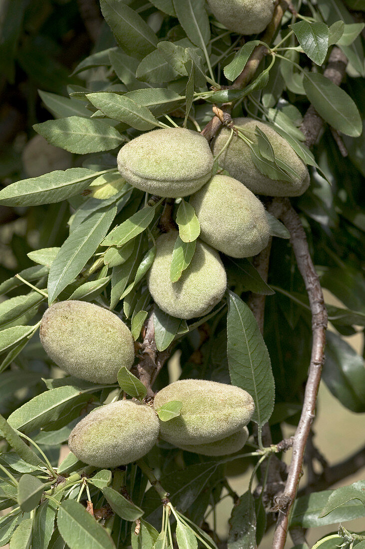 Almond nuts (Prunus dulcis)