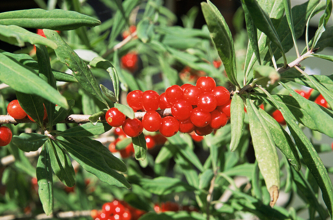 Mezereon berries (Daphne mezereum)