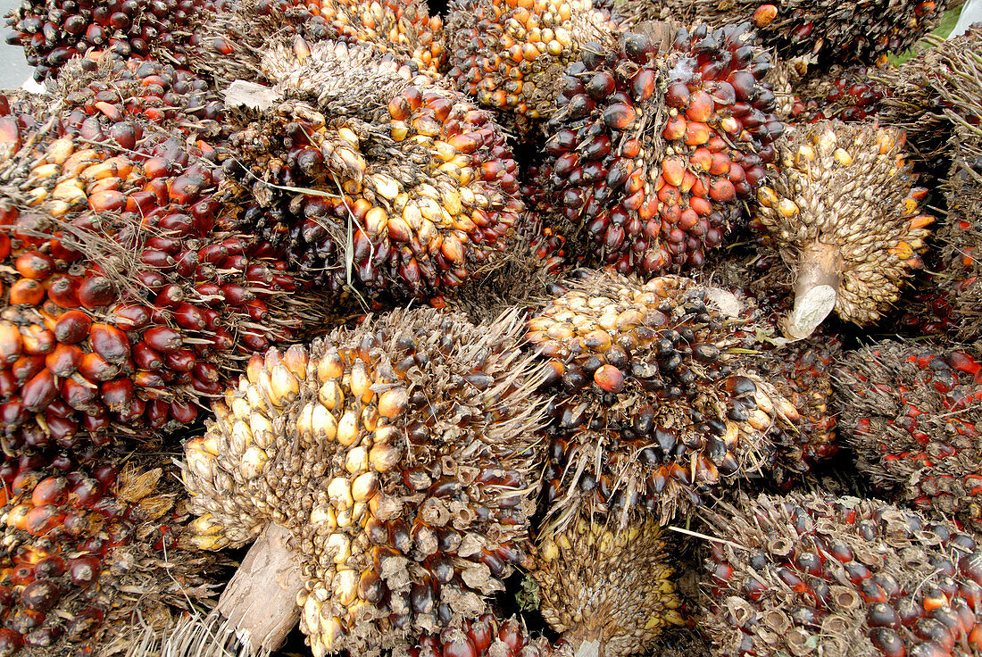 African oil palm fruits