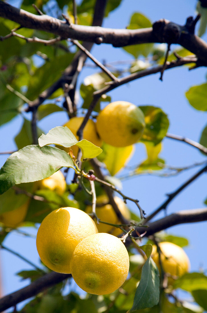Lemons (Citrus limon)