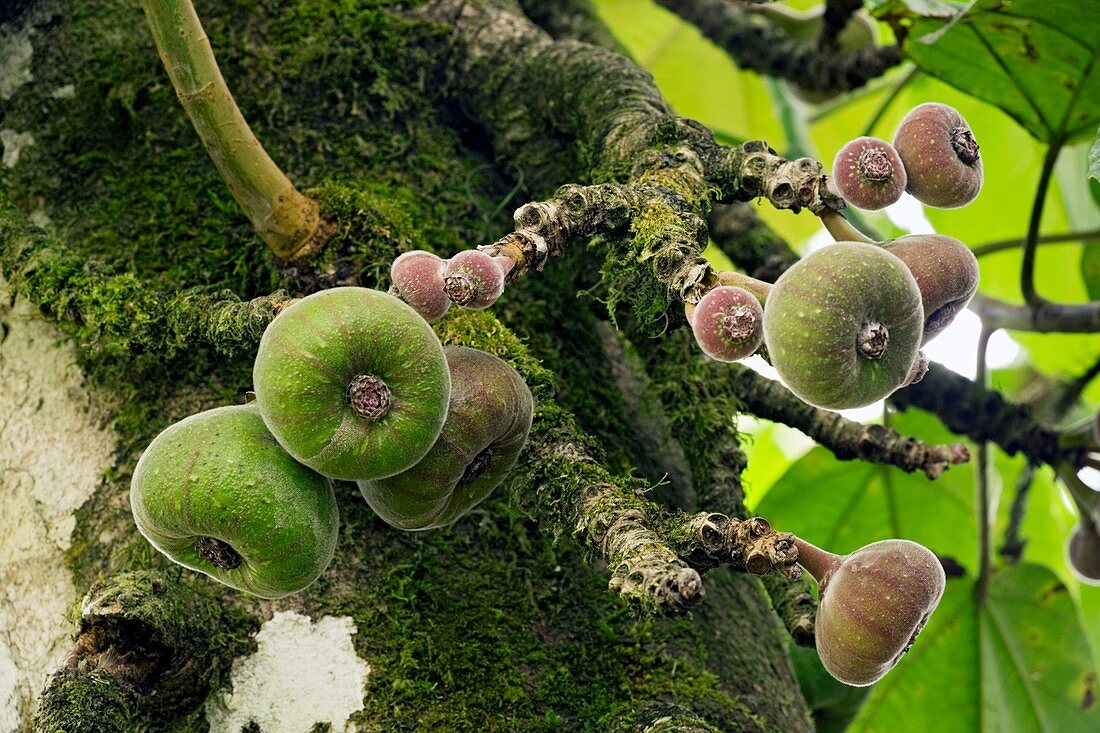 Roxburgh fig fruit (Ficus auriculata)