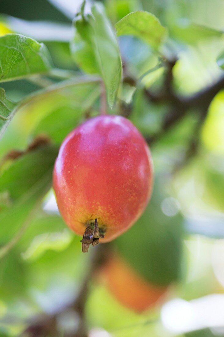 Crabapple fruit (Malus sp.)