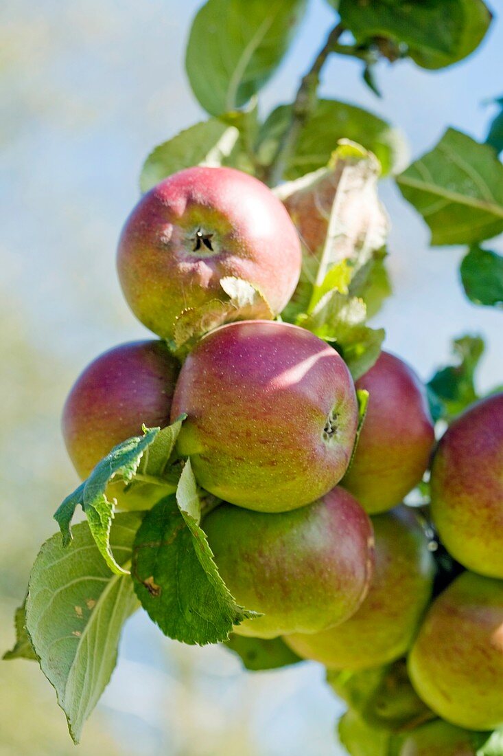 Apples (Malus domestica 'Norfolk Beefing')