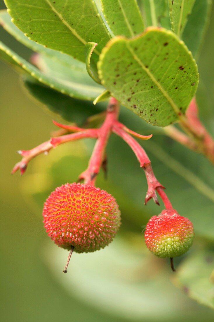 Strawberry tree fruit (Arbutus unedo)