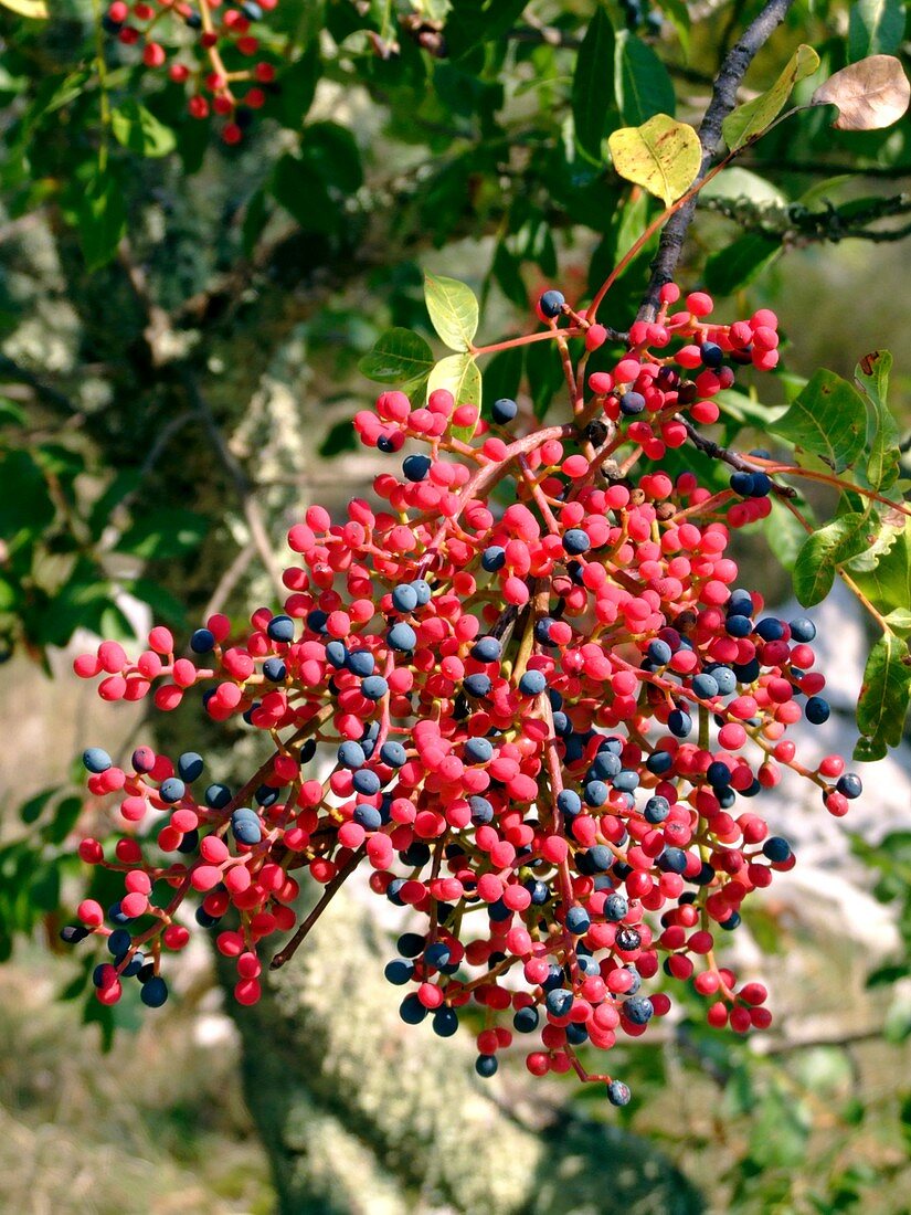 Turpentine fruit (Pistacia terebinthus)