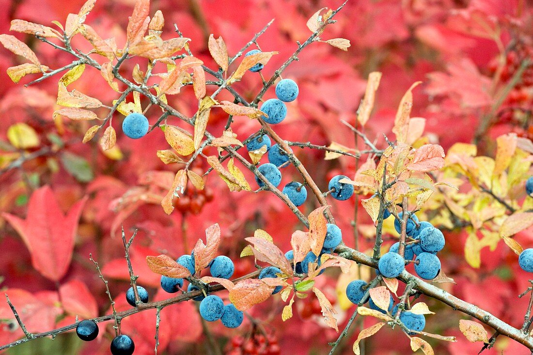 Sloe berries (Prunus spinosa)