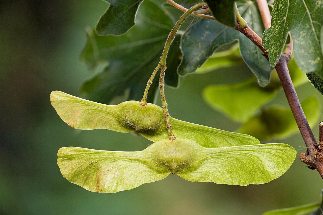 Field maple (Acer campestre) fruits