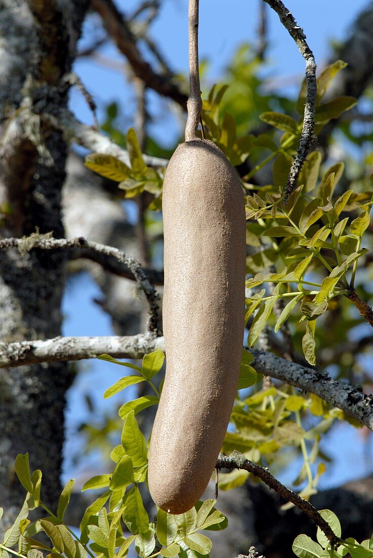 Sausage tree fruit (Kigelia africana)