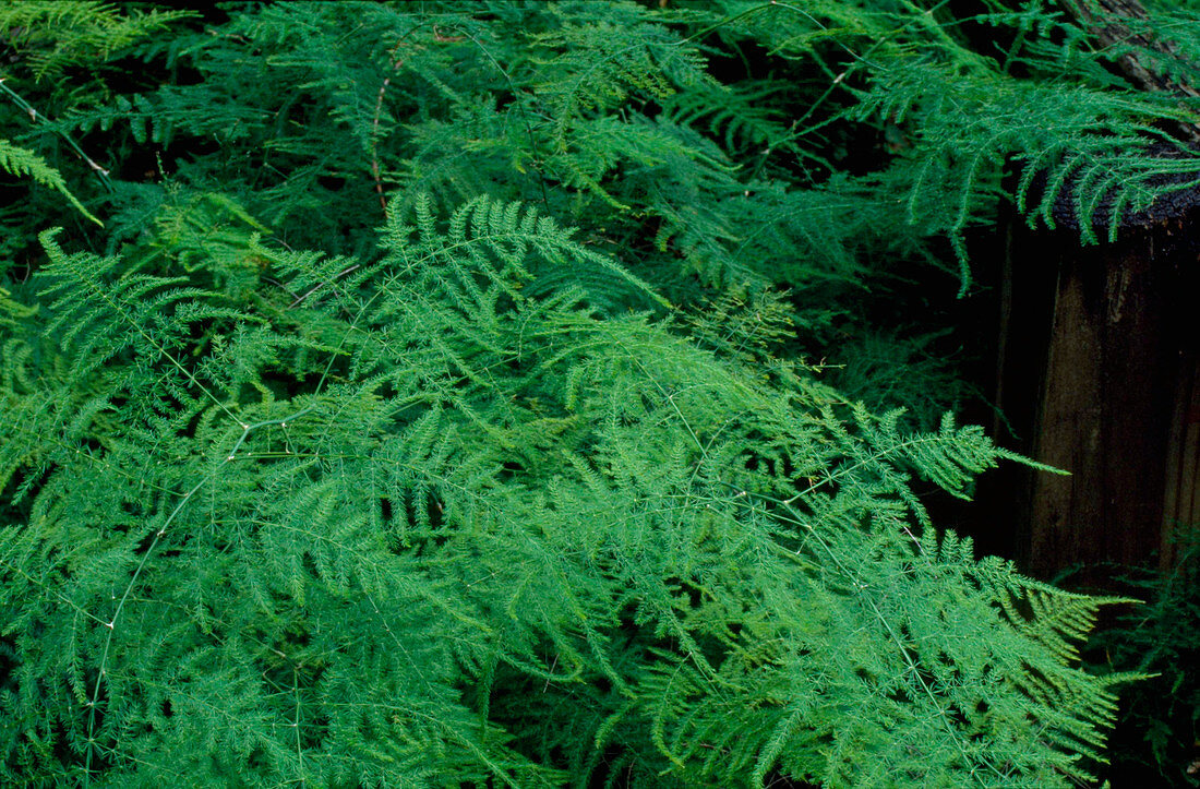 Asparagus Fern