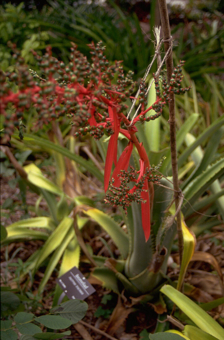 Aechmea bracteata