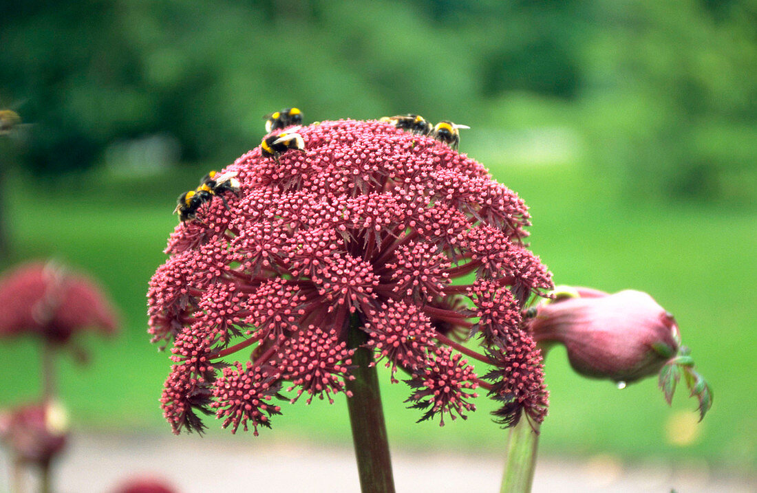 Angelica GIGAS