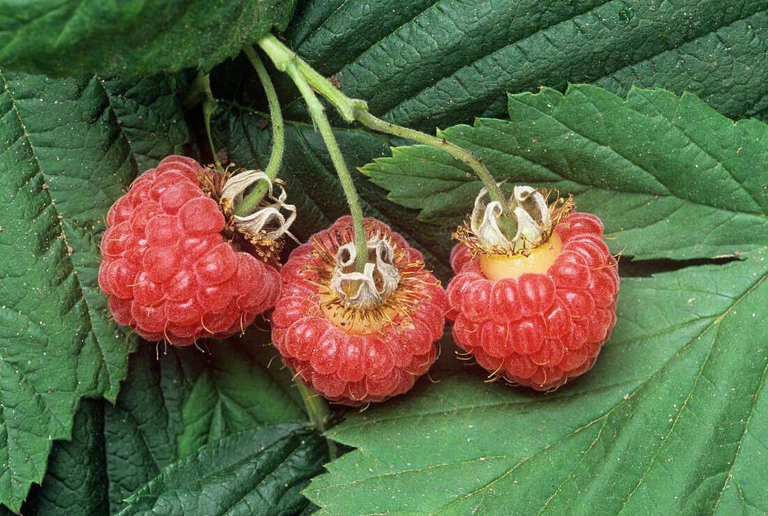 Raspberries (Rubus idaeus 'Glen Cova')