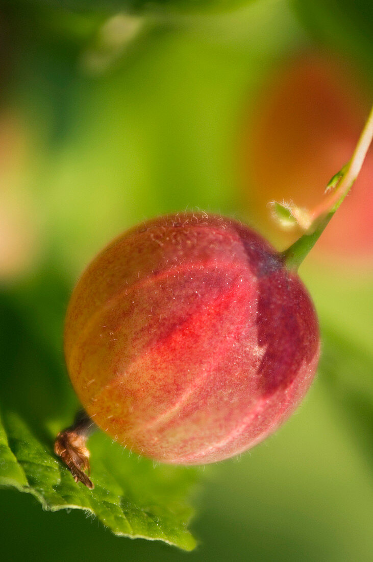 North American gooseberry