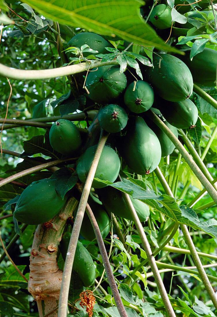 Papaya fruits (Carica papaya)