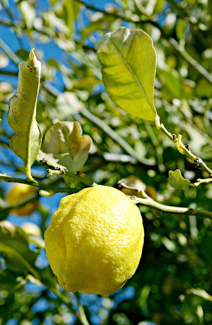 Lemon (Citrus limon)