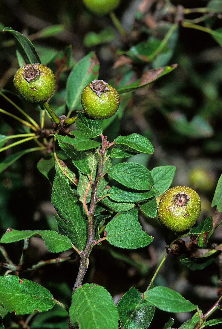 Pear fruit (Pyrus amygdaliformis)