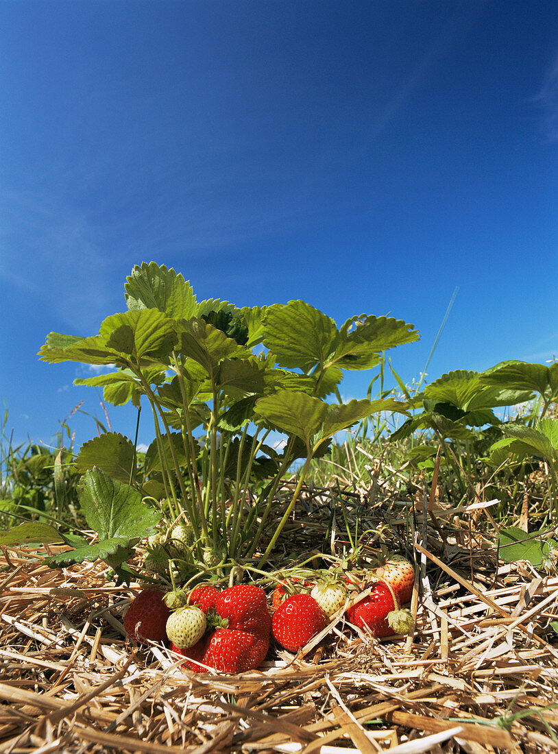 Strawberries (Fragaria sp.)
