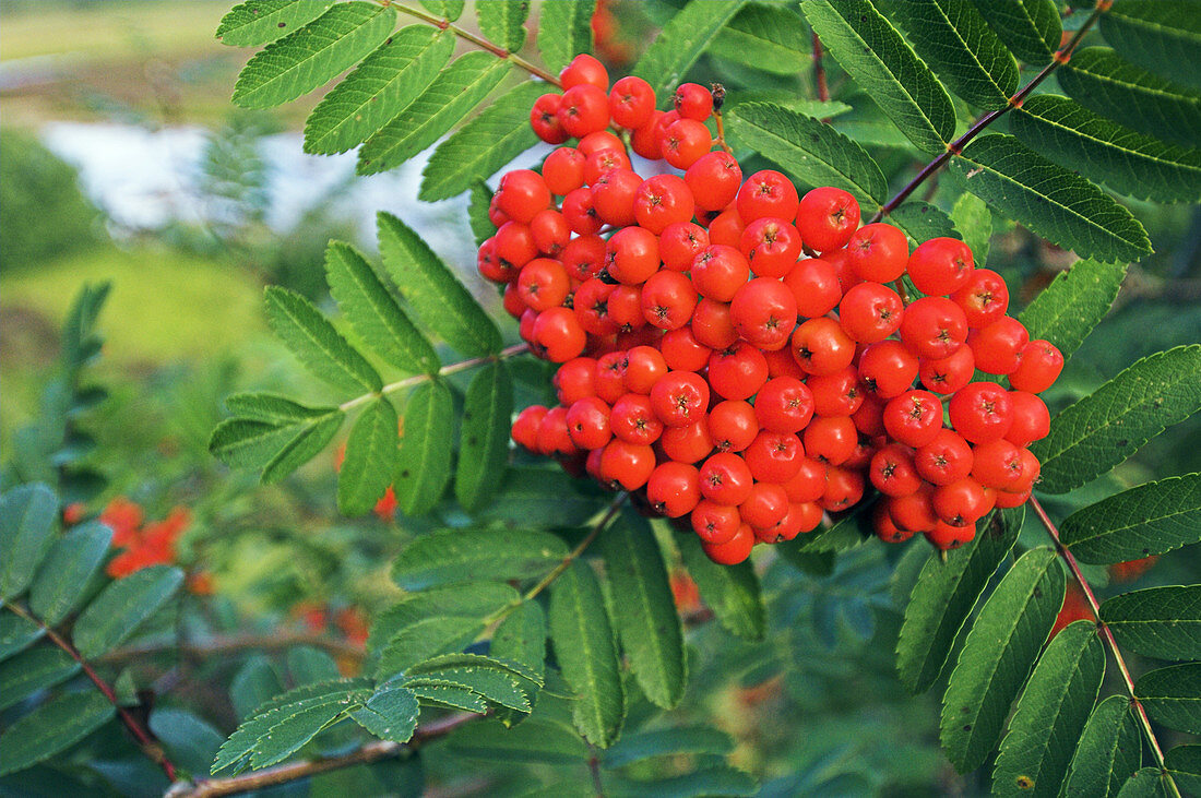 European rowan berries (Sorbus aucuparia)