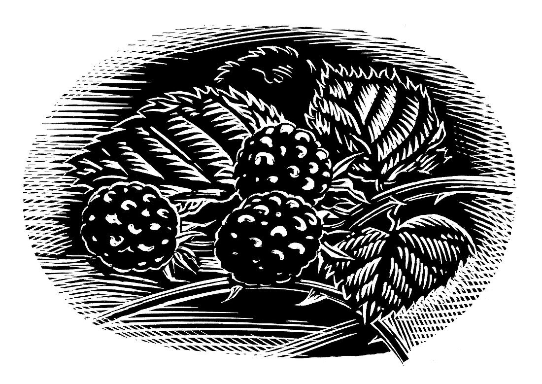 Blackberries,woodcut
