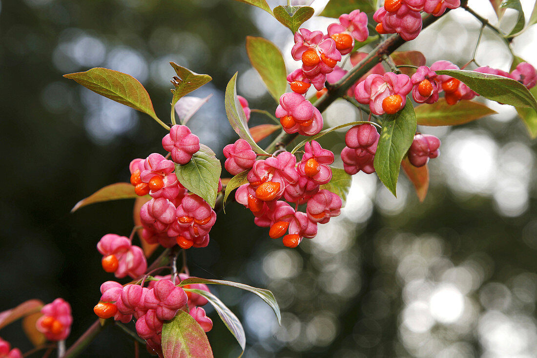 Spindle (Euonymus europaeus)