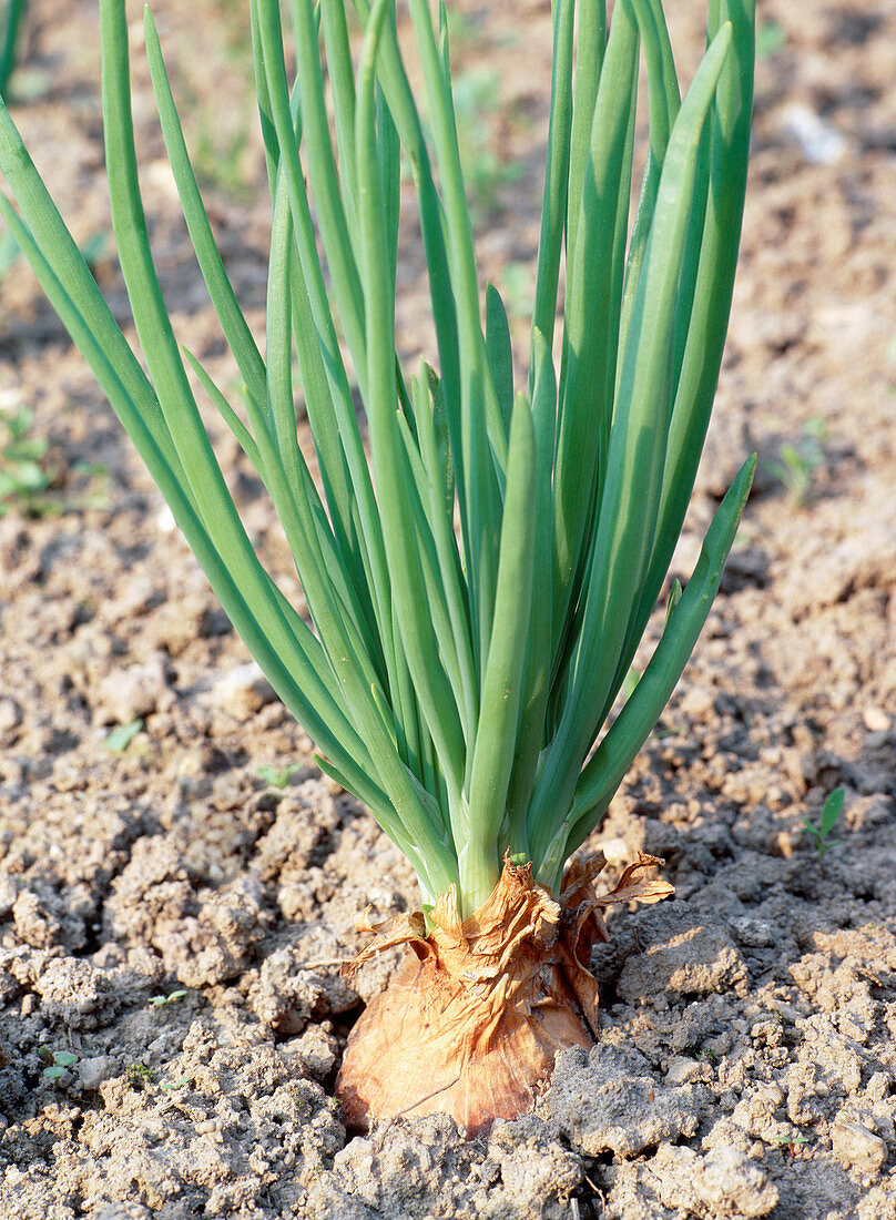 Onion. (Allium cepa)