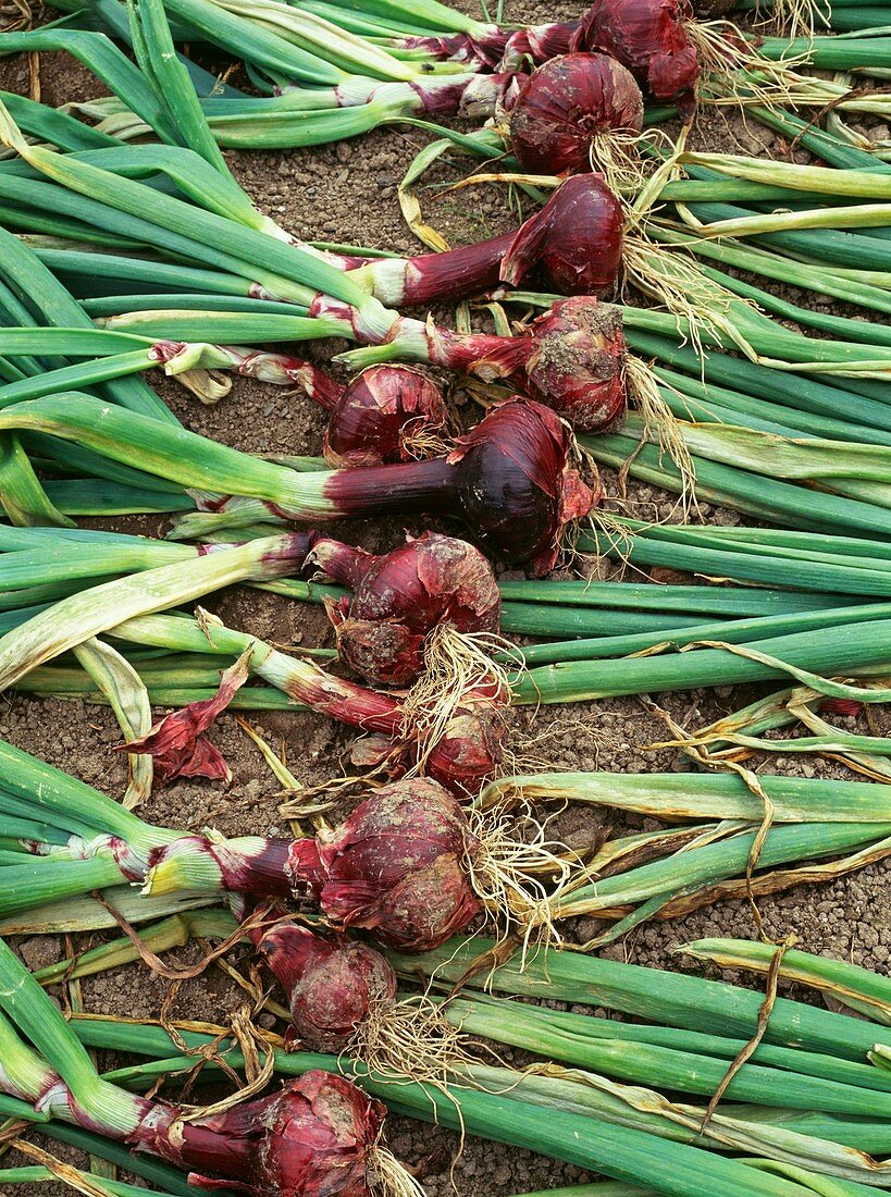 Onion. (Allium cepa 'Red Supreme')