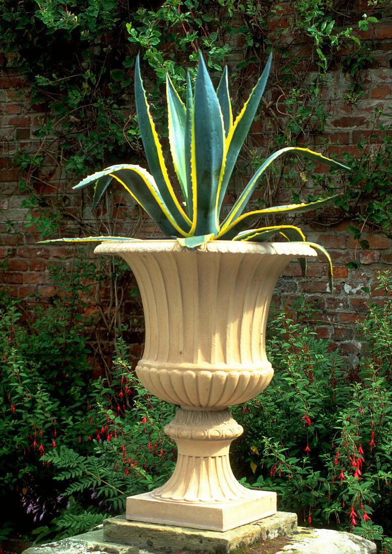 Century Plant. (Agave americana 'Variegata')