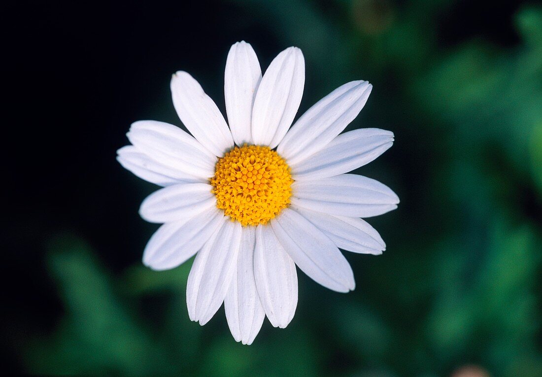 Marguerite. (Argyranthemum frutescens 'Anna')
