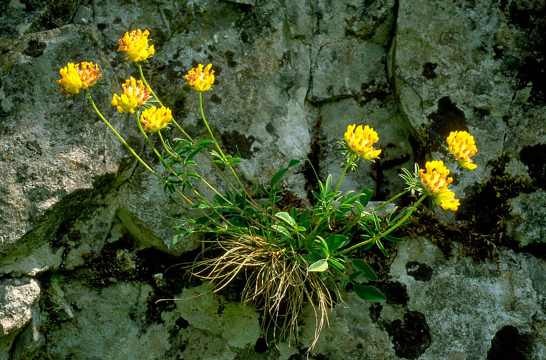 Kidney Vetch