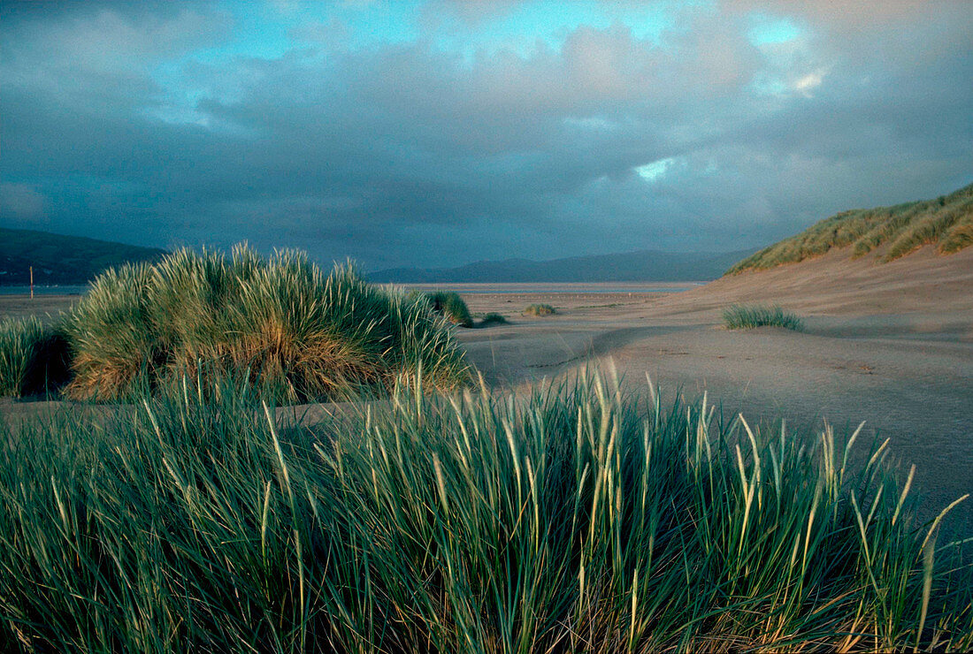 Marram Grass