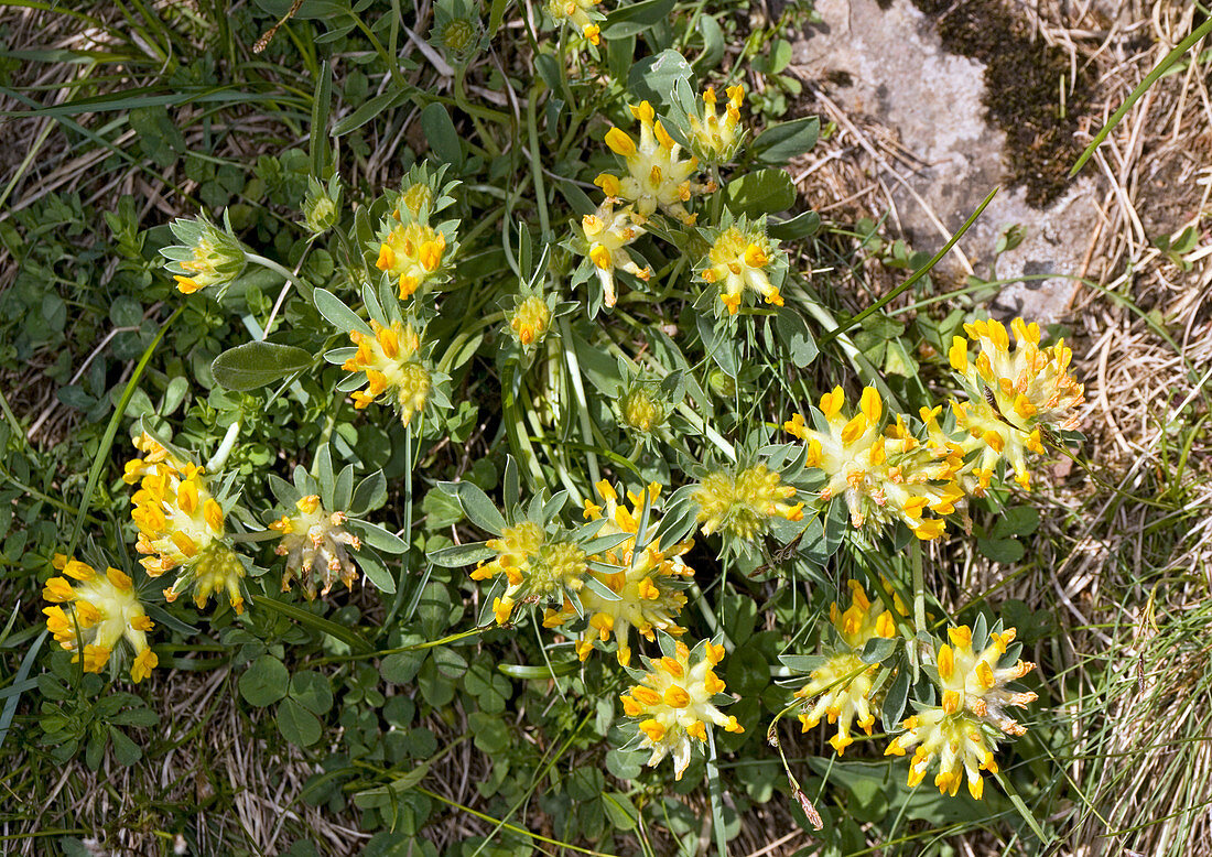 Alpine kidney vetch