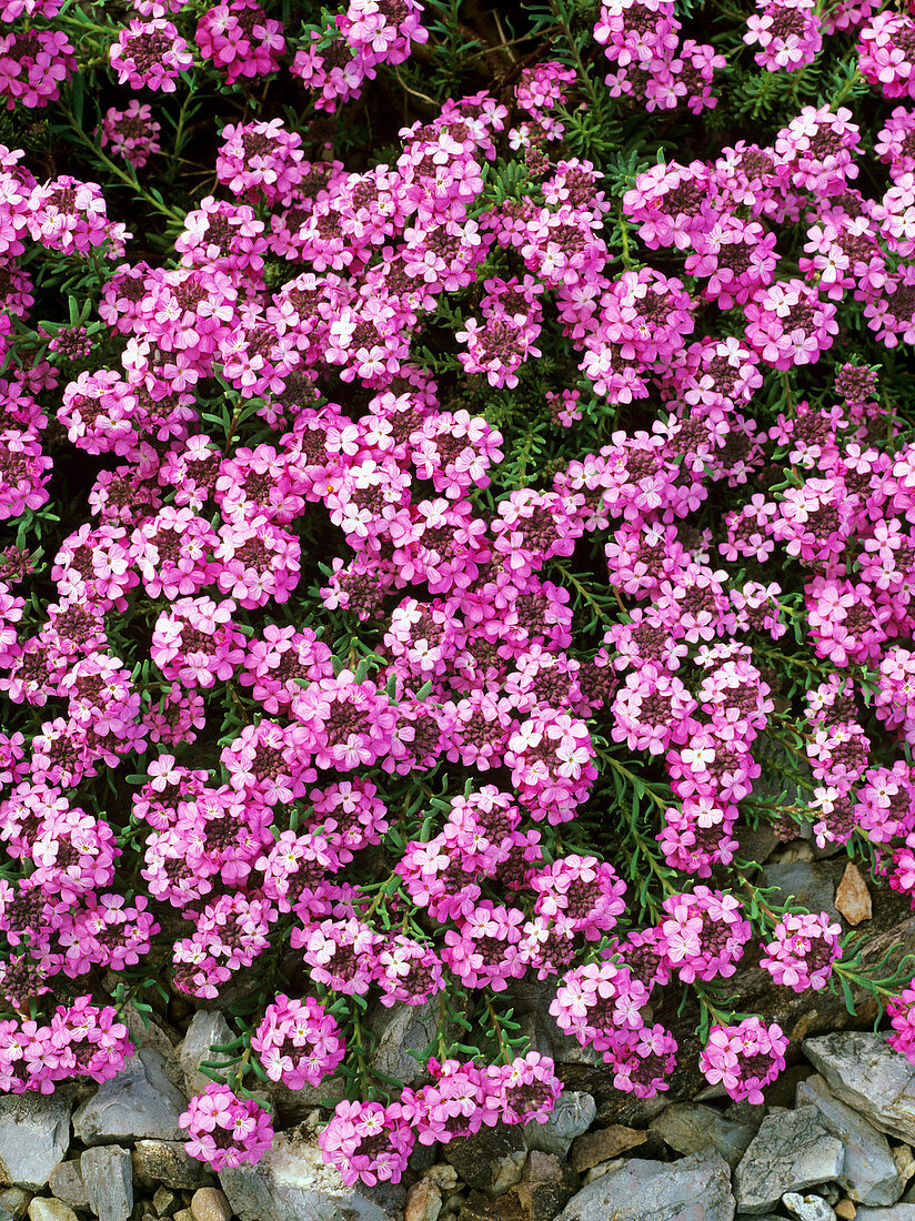 Stonecress (Aethionema 'Warley Rose')