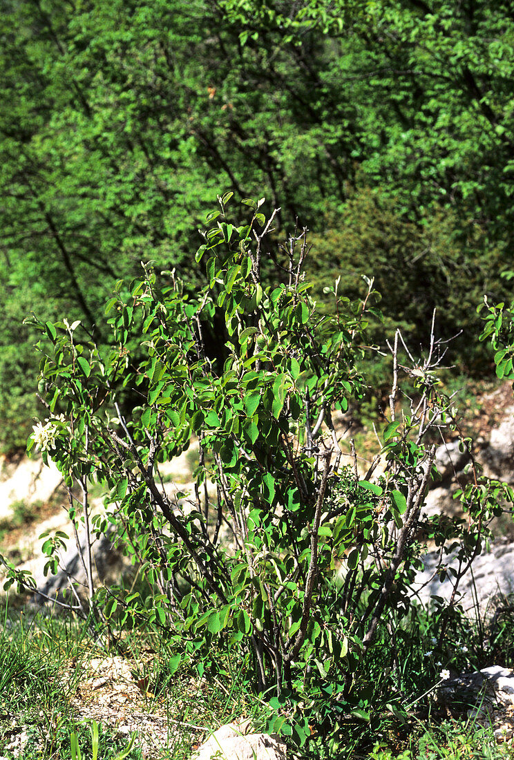 Snowy mespilus (Amelanchier ovalis)