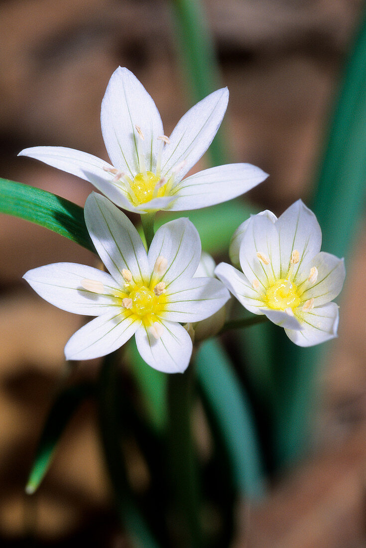 Allium pendulinum