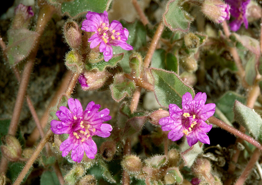 Trailing windmills (Allionia incarnata)